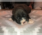 Small Photo #1 Boxer Puppy For Sale in BISMARCK, AR, USA