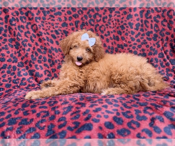 Medium Photo #3 Goldendoodle (Miniature) Puppy For Sale in LAKELAND, FL, USA