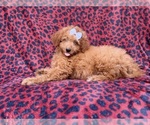 Darcy - Female Goldendoodle (Miniature) Puppy for Sale - Photo #3
