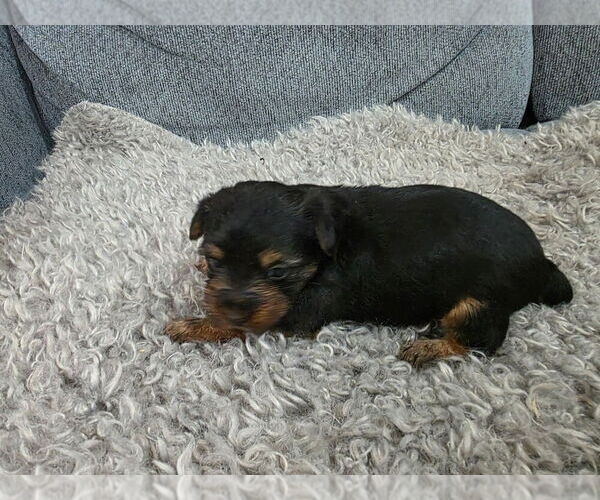 Medium Photo #7 Yorkshire Terrier Puppy For Sale in ALEXANDER CITY, AL, USA