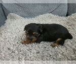 Litter of 3 - Male(s) and Female(s) Yorkshire TerrierLitter of Puppies for Sale - Photo #7