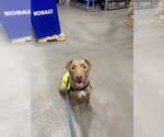 Small #2 Mutt