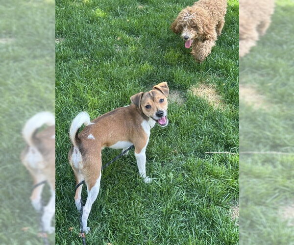 Medium Photo #5 Jack Chi Puppy For Sale in Rockaway, NJ, USA