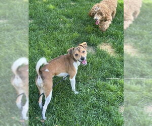 Michael Phelps Sussex - Male Jack Chi Dog for Adoption - Photo #5