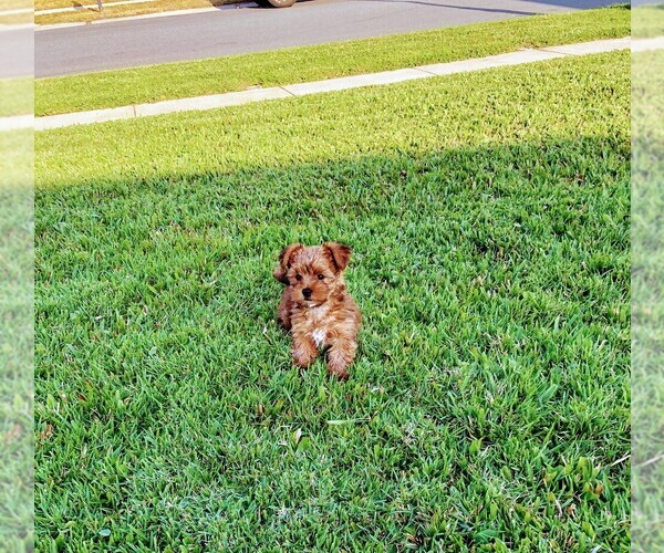 Medium Photo #4 Yorkshire Terrier Puppy For Sale in SAINT CLOUD, FL, USA