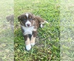 Small #1 Australian Shepherd