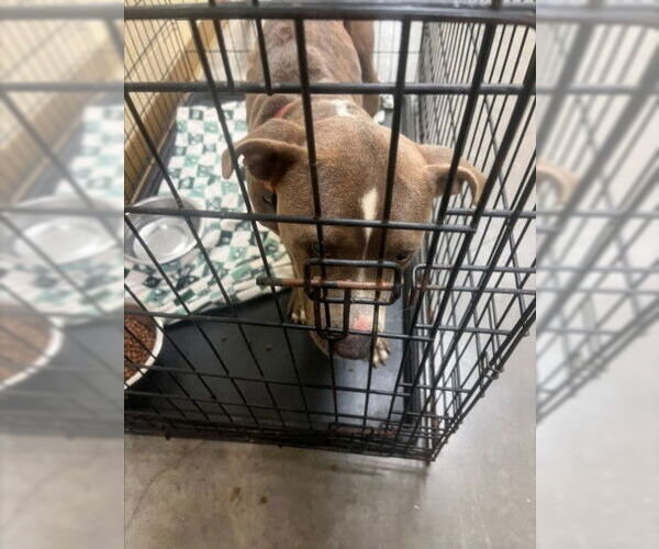 Medium Photo #1 Mutt Puppy For Sale in Texas City, TX, USA