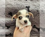 Puppy 9 Chihuahua