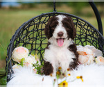 Small Photo #3 Bordoodle Puppy For Sale in STRAFFORD, MO, USA