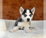 Small #10 Siberian Husky