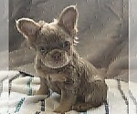 Small #1 French Bulldog