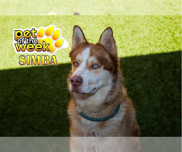 Medium Photo #3 Siberian Husky Puppy For Sale in Moreno Valley, CA, USA