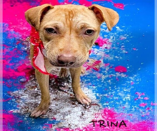Medium Photo #1 American Pit Bull Terrier-Unknown Mix Puppy For Sale in Tulsa, OK, USA