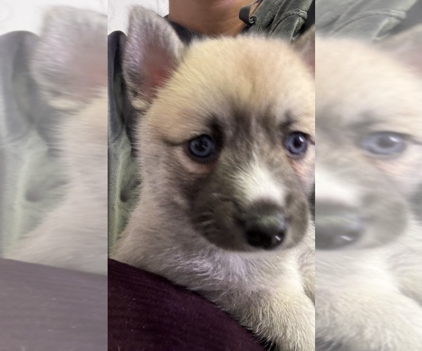 Medium Photo #29 Pomsky Puppy For Sale in LOVELAND, CO, USA