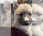 Small #28 Pomsky