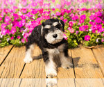 Small #28 Schnauzer (Miniature)