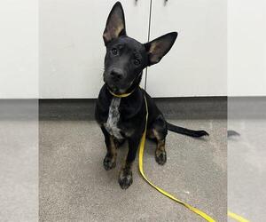 German Shepherd Dog-Unknown Mix Dogs for adoption in HESPERIA, CA, USA