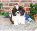Small #19 Shih Tzu