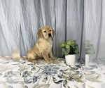 Small Photo #8 Golden Retriever Puppy For Sale in GREENWOOD, IN, USA
