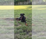 Small Photo #1 Cane Corso-Doberman Pinscher Mix Puppy For Sale in NORFOLK, VA, USA