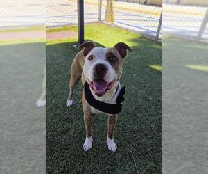 Mutt Dogs for adoption in Downey, CA, USA