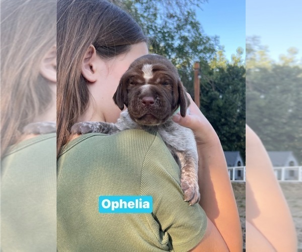 Medium Photo #2 Pointer Puppy For Sale in SACRAMENTO, CA, USA