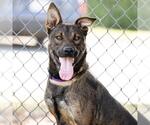 Small #2 German Shepherd Dog