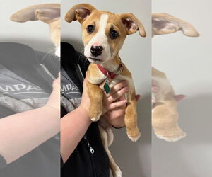 Basenji-Unknown Mix Dogs for adoption in Clarkston, MI, USA