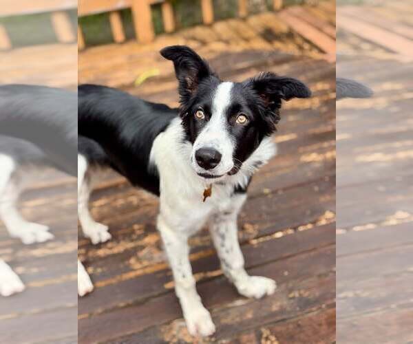 Medium Photo #3 Border Collie-Unknown Mix Puppy For Sale in Paso Robles, CA, USA