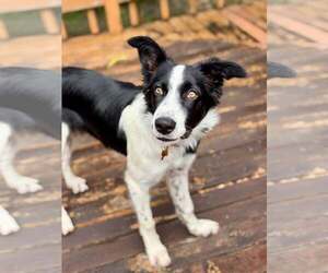 Ralphie - Male Border Collie-Unknown Mix Dog for Adoption - Photo #3