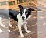 Small Photo #3 Border Collie-Unknown Mix Puppy For Sale in Paso Robles, CA, USA