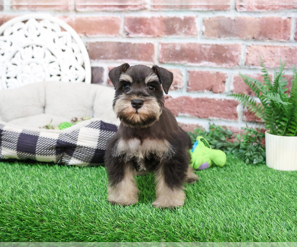 Medium Photo #3 Schnauzer (Miniature) Puppy For Sale in SYRACUSE, IN, USA