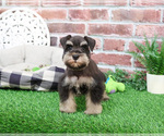 Small #2 Schnauzer (Miniature)