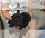 Litter of 5 - Male Chow ChowLitter of Puppies for Sale - Photo #4