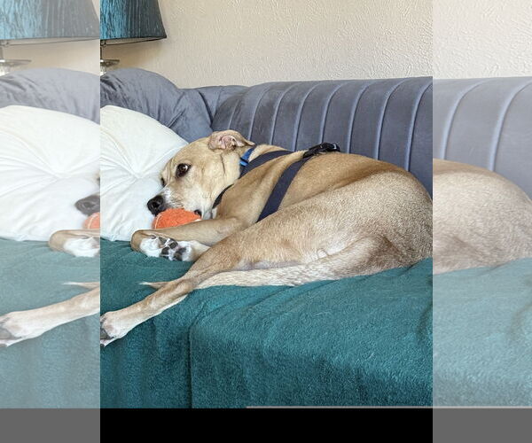 Medium Photo #3 Labrador Retriever Puppy For Sale in Denton, TX, USA