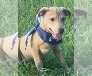 American Pit Bull Terrier-Unknown Mix Dogs for adoption in Oakhurst, NJ, USA