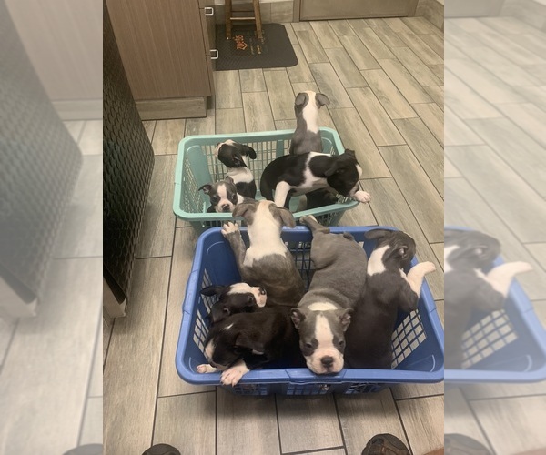 Medium Photo #1 Boston Terrier Puppy For Sale in PRAIRIE DU SAC, WI, USA