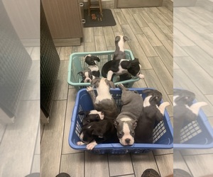 Boston Terrier Litter for sale in PRAIRIE DU SAC, WI, USA
