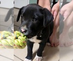 Small #6 Catahoula Leopard Dog Mix