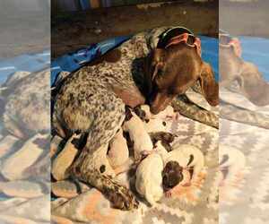 German Shorthaired Pointer Puppy for sale in COLUMBIA, KY, USA