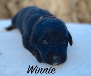 Euro Mountain Sheparnese Puppy for sale in ASHTON, ID, USA