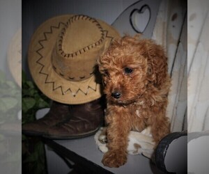 Cavapoo Puppy for sale in LUBLIN, WI, USA