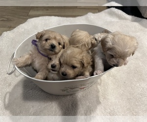 Maltipoo Puppy for sale in MARANA, AZ, USA