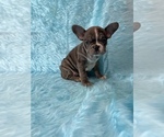 Small Photo #4 French Bulldog Puppy For Sale in LAKEWOOD, CA, USA