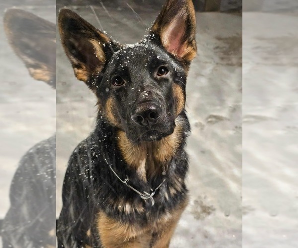 Medium Photo #18 German Shepherd Dog Puppy For Sale in LA FAYETTE, NY, USA
