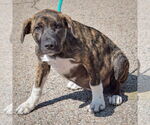 Small #2 Boxer-German Shepherd Dog Mix
