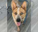Small #1 Mutt