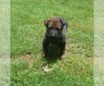 Puppy Puppy 2 German Shepherd Dog