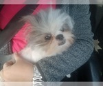 Small Photo #9 Shiranian Puppy For Sale in HAYWARD, CA, USA