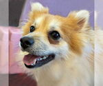 Small #3 Pomeranian